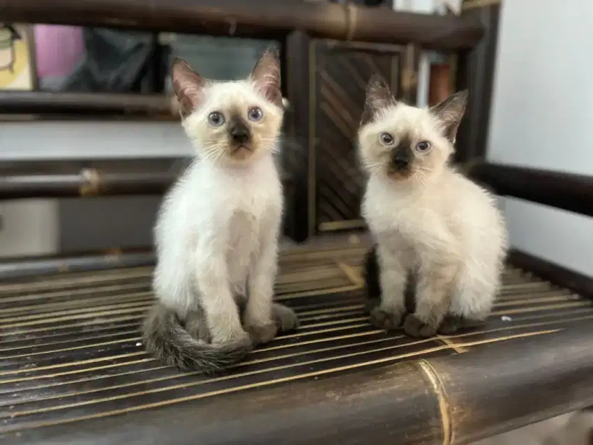 Kitten himalaya usia 5 bulan