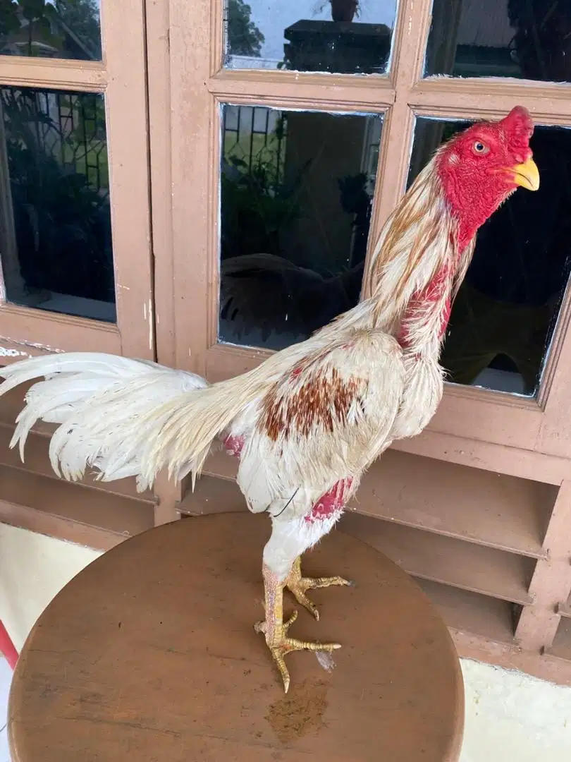 Jual Ayam khoyngon