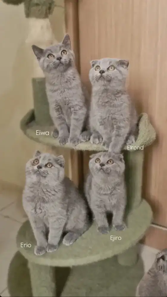 British shorthair dan Scottishfold Kitten