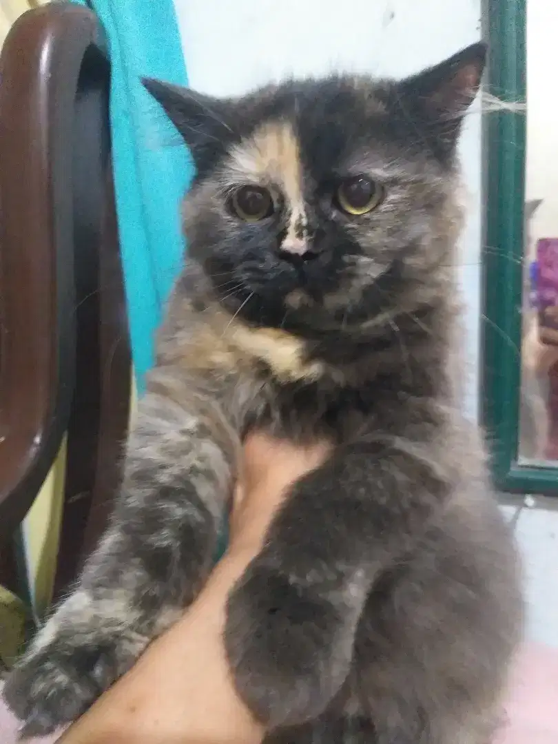 Kitten persia 9 bln