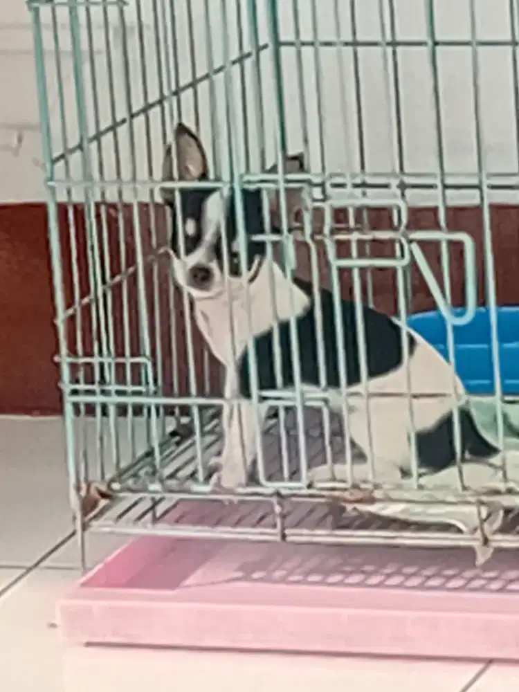 Puppy imoet dan lucu