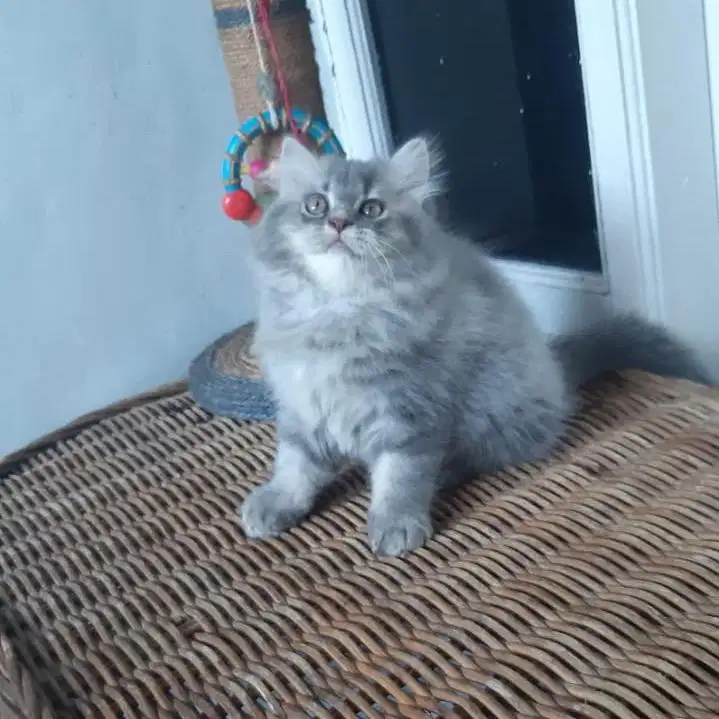 Anakan Kucing Persia Medium Betina