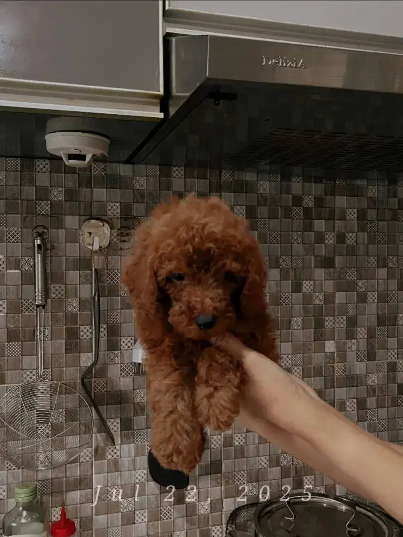 Poodle jantan red toy poodle