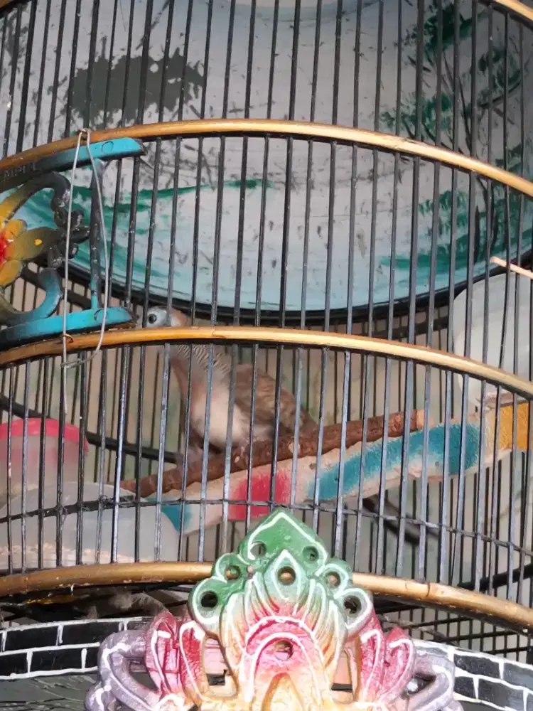 Jual burung perkutut Bangkok jinak dipanggilnama mau manggung