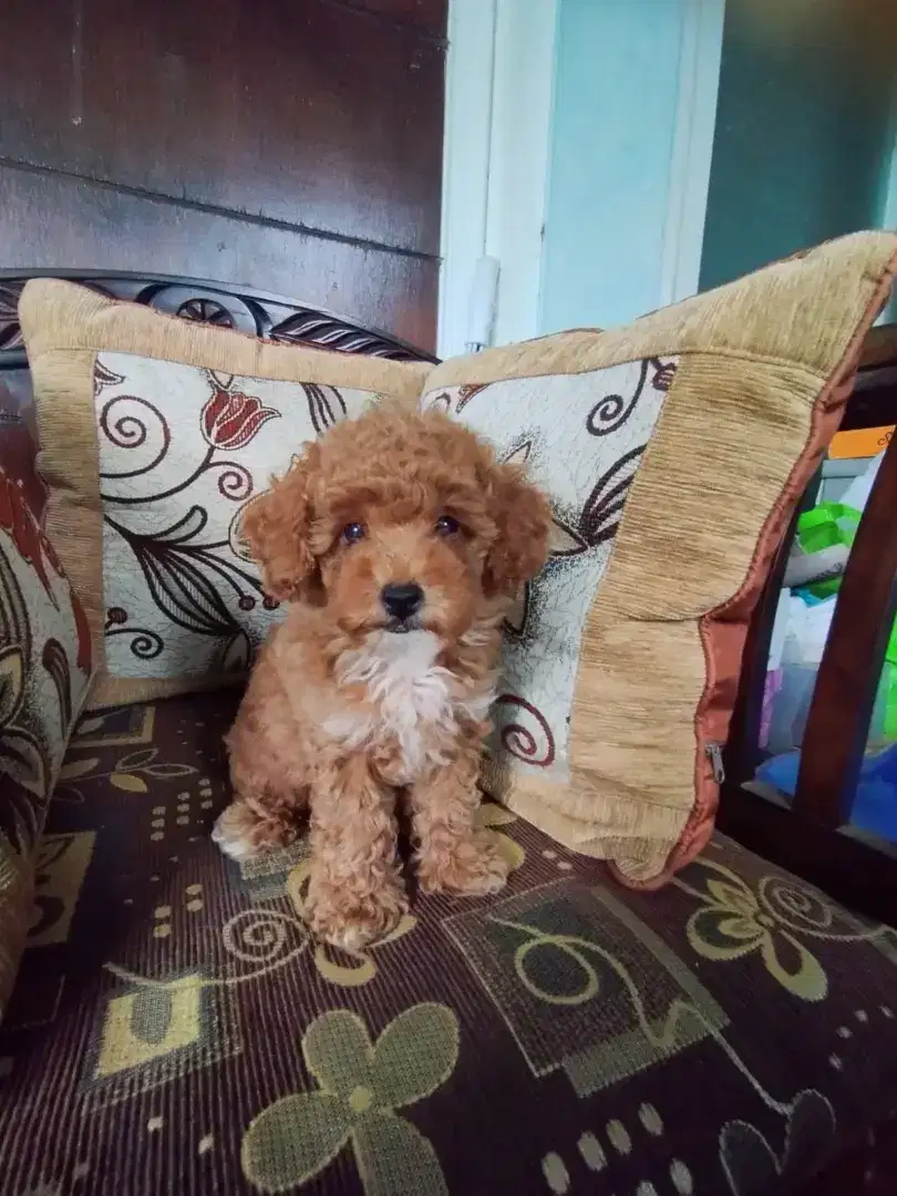 Anjing ras poodle umur 2 bulan