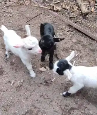 sepasang anakan kambing mini pygmi 3-4 bln koleksian exotik FB ori top