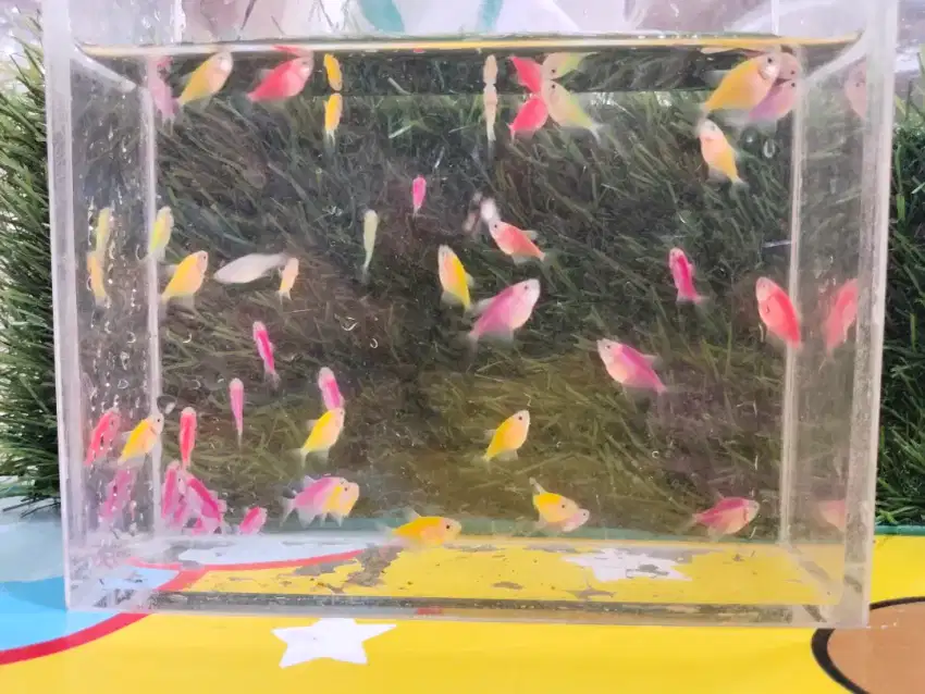 Jual ikan glofish