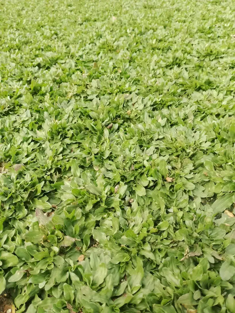 Rumput Gajah Mini