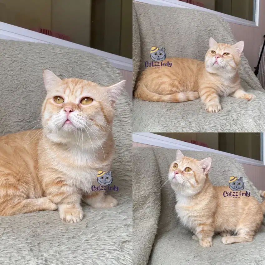 BSH Munchkin British Shorthair Golden Pacak