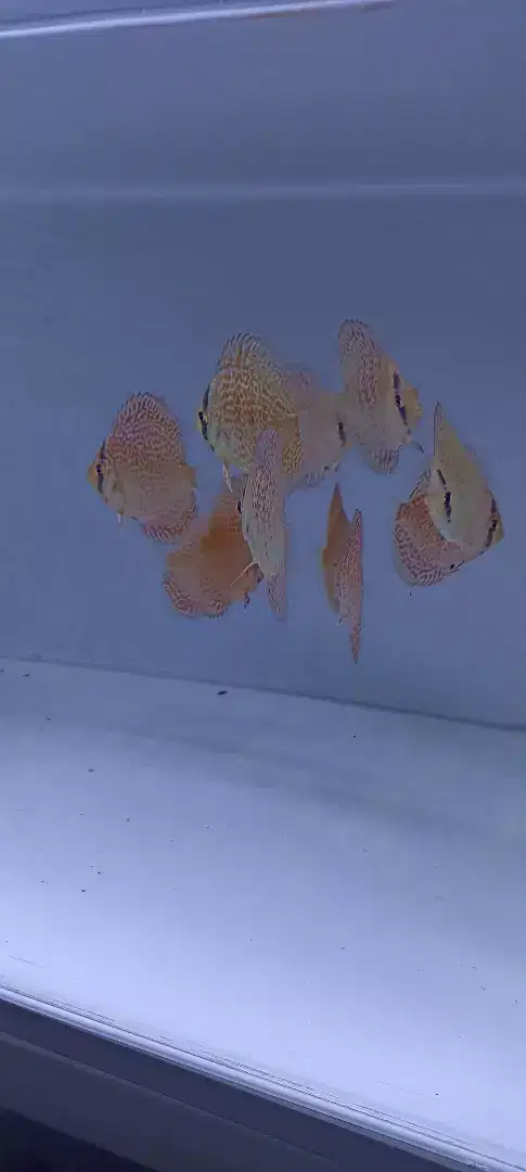 Diskus discus leopard ring 2 inch up