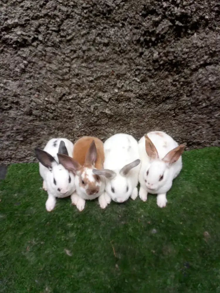 Kelinci Rex karpet anakan