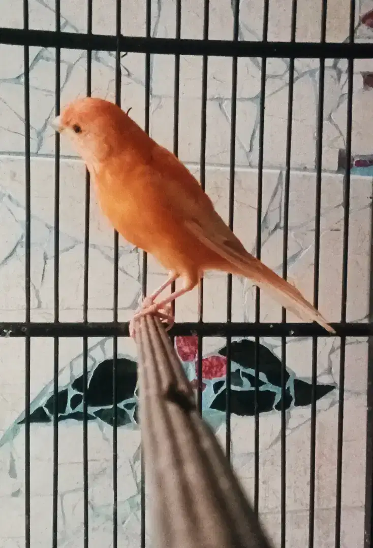 Kenari Merlok Gacor