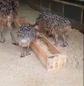 sepasang anakan burung oenta 1 bulanan exotik koleksian rawatan manteb