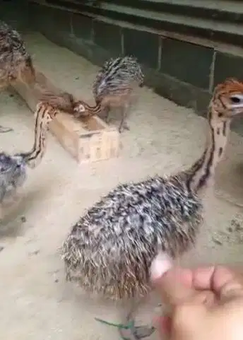sepasang anakan burung oenta 1 bulanan siap koleksi piara hoby2an unik
