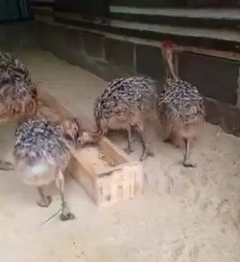sepasang anakan burung oenta 1 bulanan siap koleksi ternak piara hobby