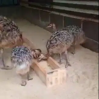 sepasang anakan burung oenta ostrich 1 bulanan koleksian exotik manteb