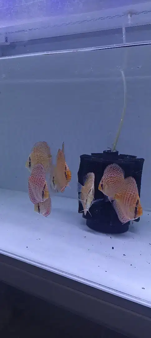 Ikan hias diskus discus leopard ring 2,5 inch