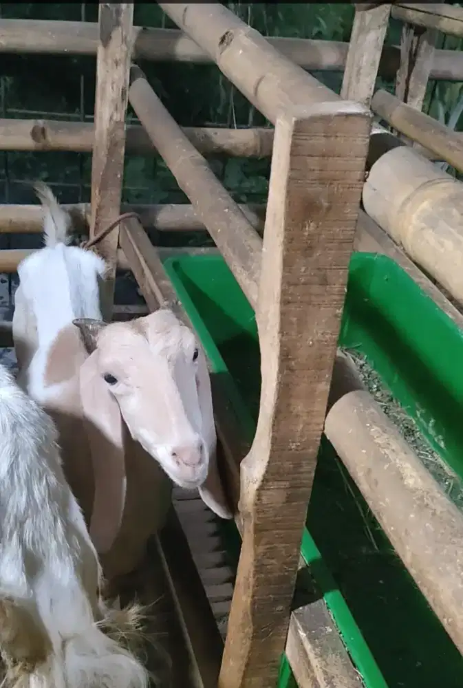 Jual berbagai macam Jenis kambing dan harga terjangkau
