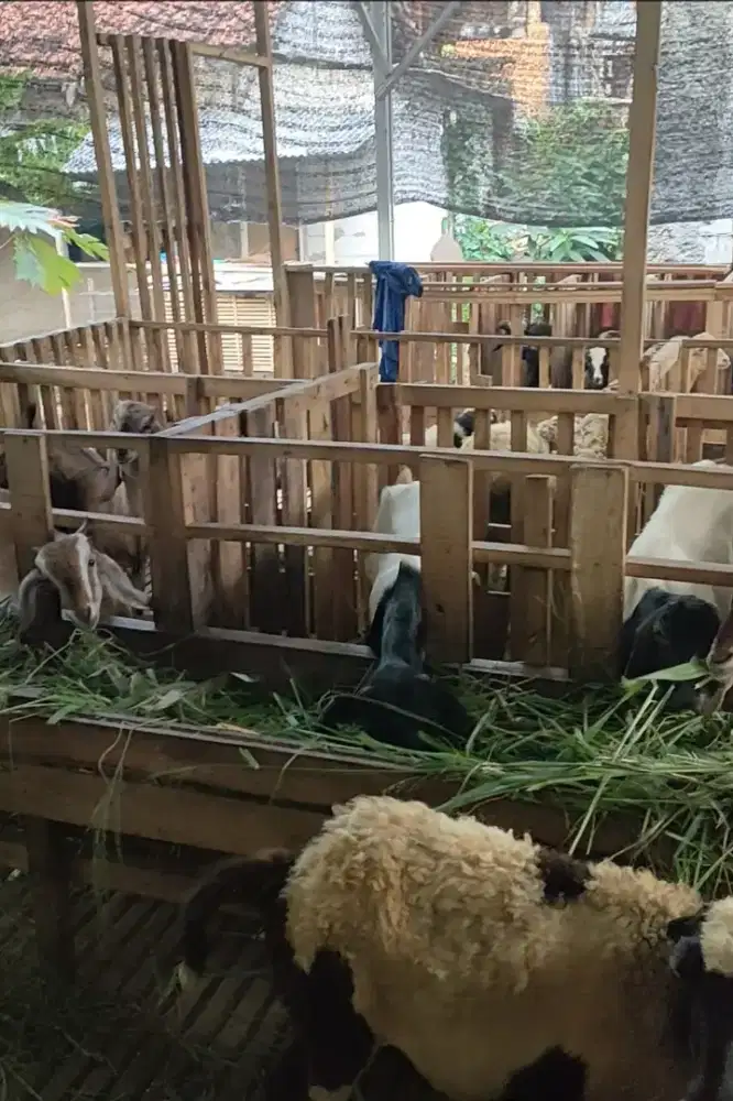 Jual Berbagai macam jenis kambing dari anakan sampai Biyangan