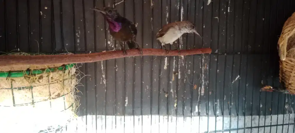 Kolibri ninja dacok sepasang gacor