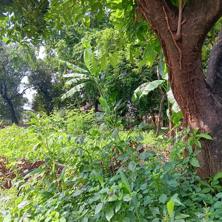 Dijual Cepat Tanah Murah Di Jatibening Kota Bekasi
