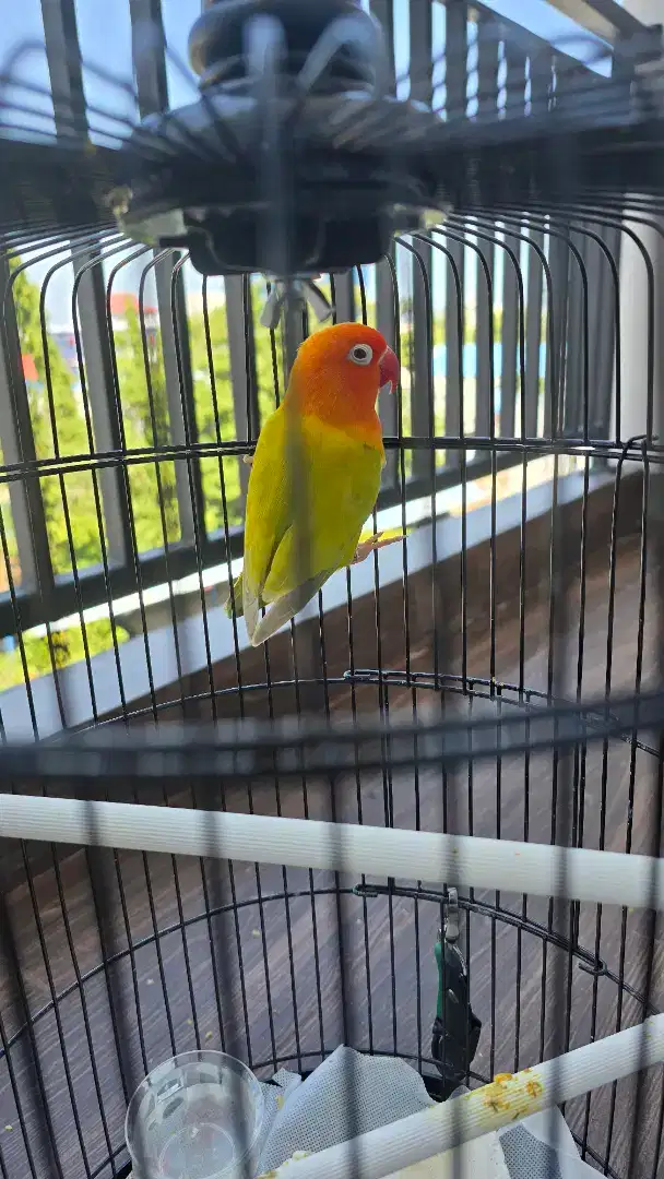 Jual love bird + kandang