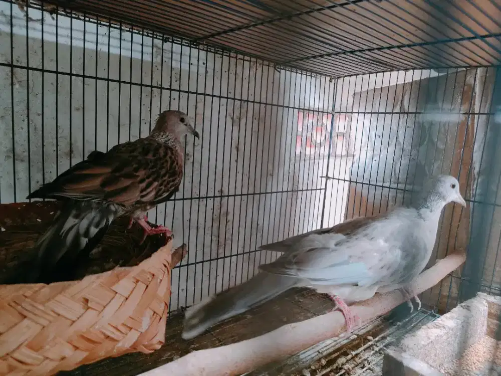 Burung Derkuku Sinom Violet X derkuku Leopart