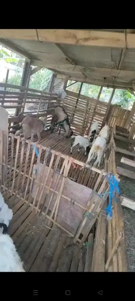 Jawa Randu,domba Garut,domba Priangan,etawa, dan lain2