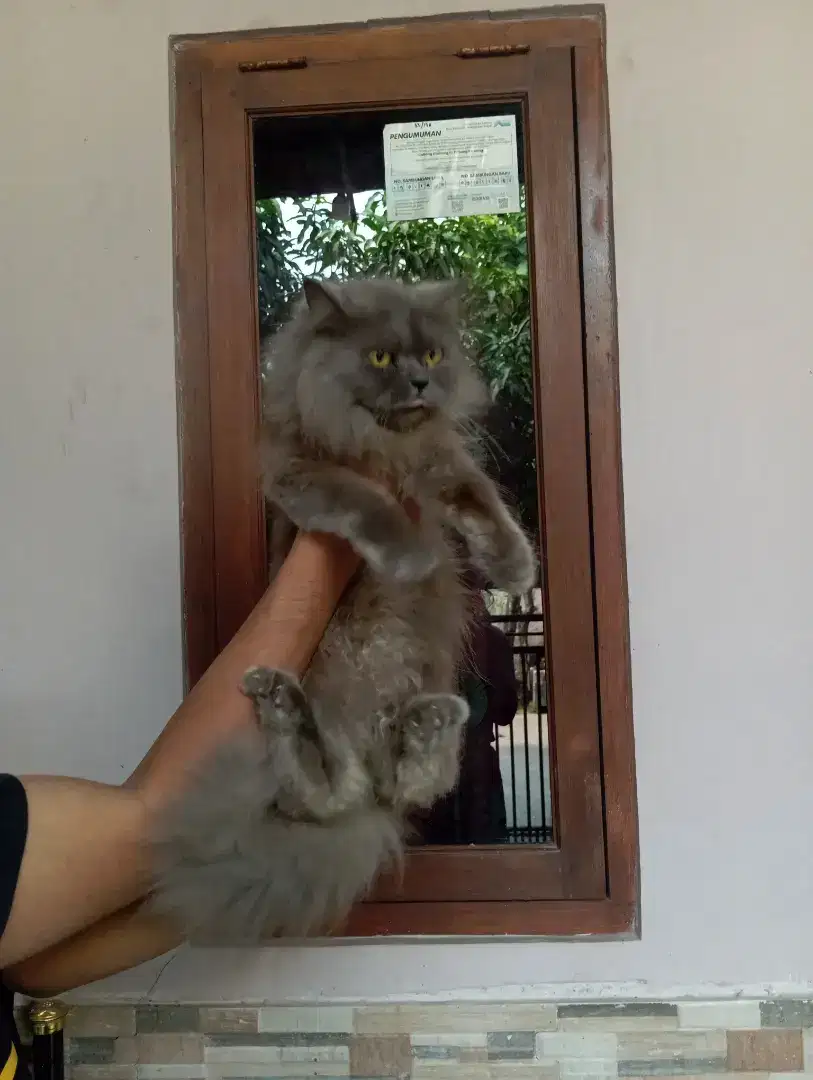 Kucing persia betina