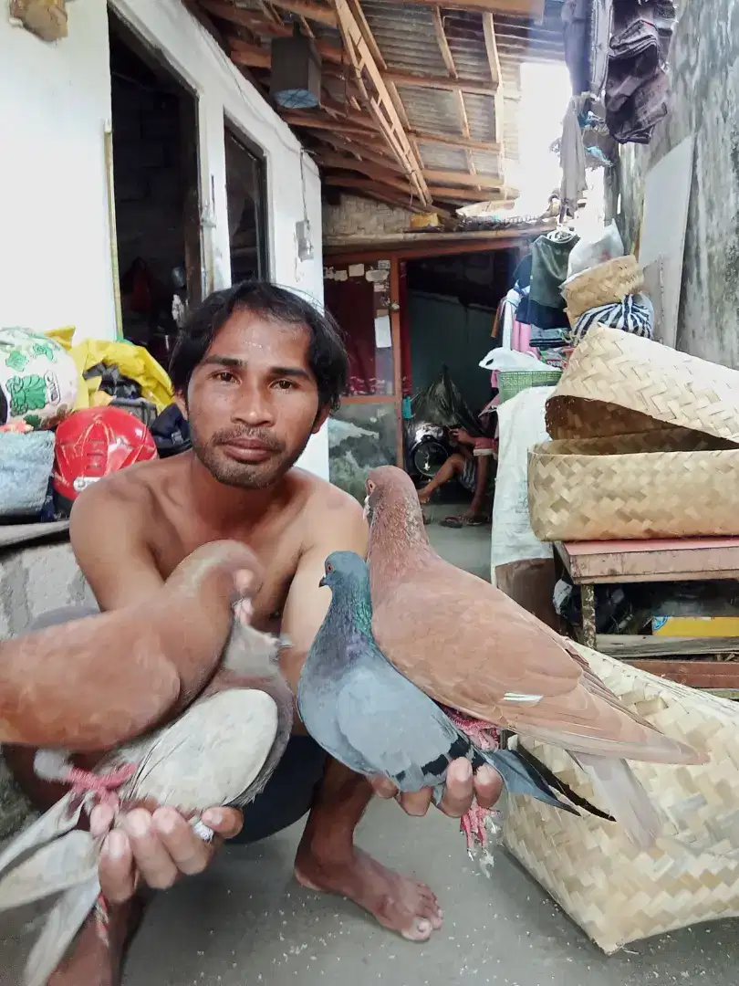 Di jual burung dor
