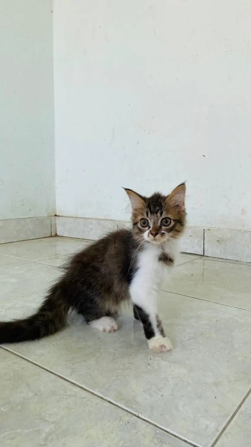 Kucing persia bulu panjang