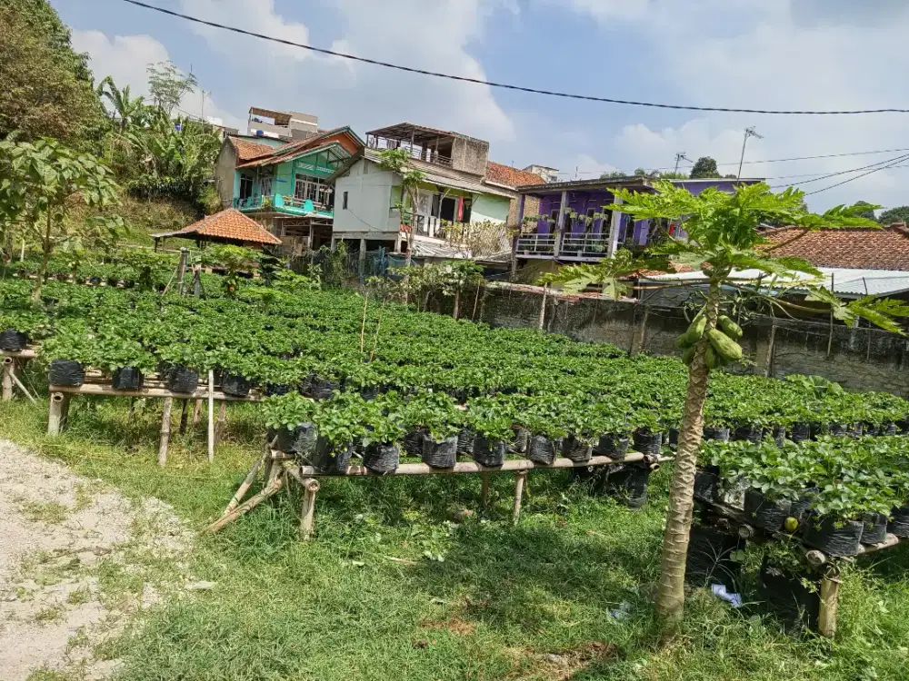 Dijual Cepat BU Tanah Murah di Pinggir Jalan 5 Menit dari Pusat Wisata