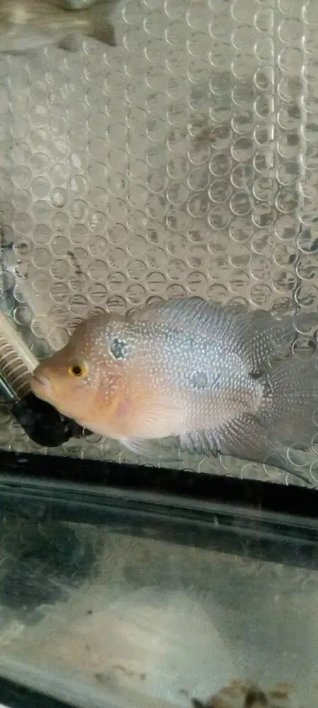 Louhan 13,5 cm Full set aquarium lengkap Gandasari Kabupaten Bandung