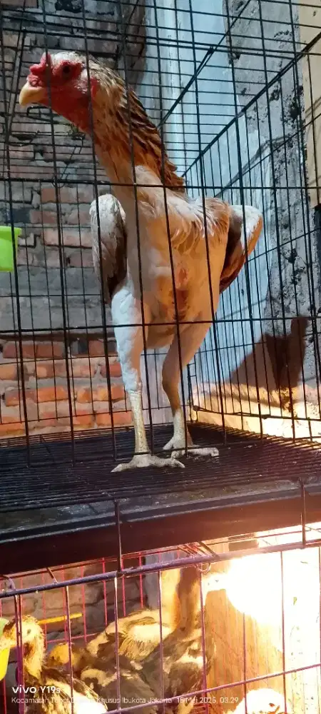 ayam betina shamo 3c