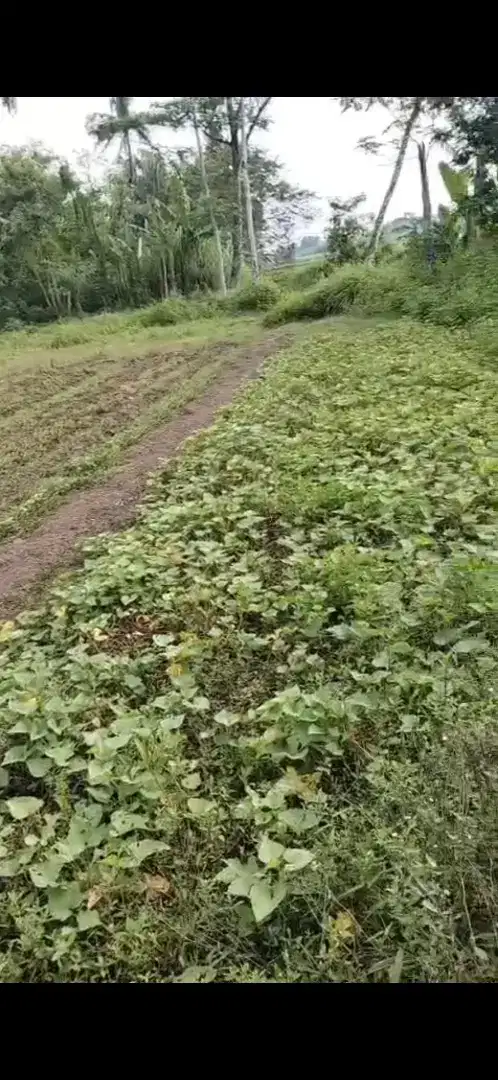 Jual Tanah Kp Daun Sukabakti Rajeg Kab Tangerang