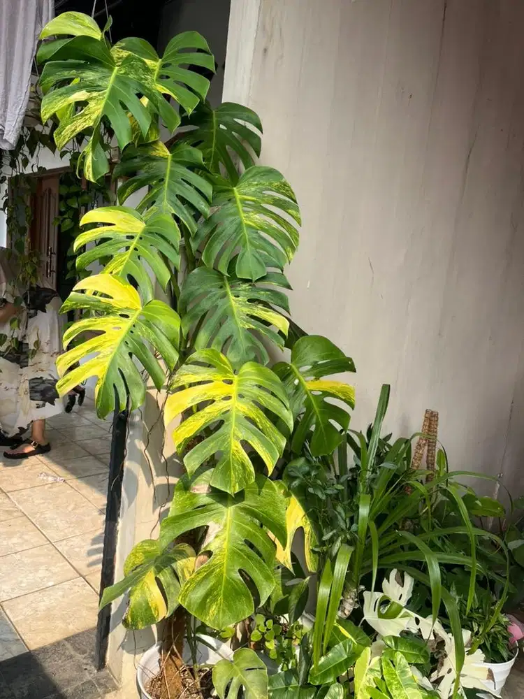 Monstera Marmorata 2meter up