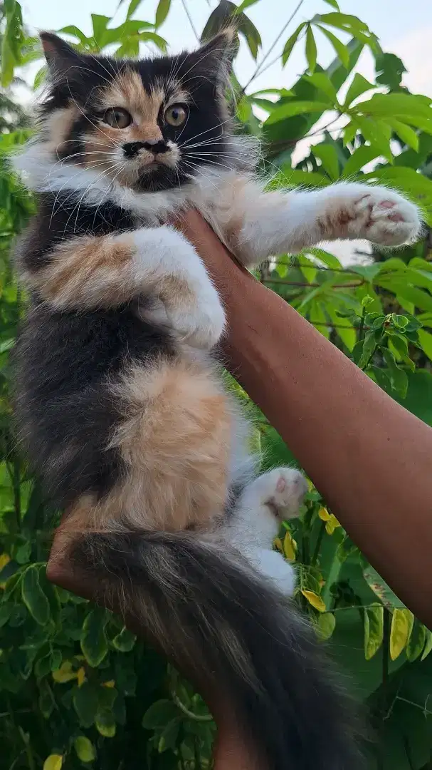 KUCING PERSIA MEDIUM BETINA 2 BULAN GEMOY GEMOY