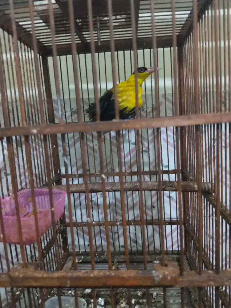 Burung kepodang