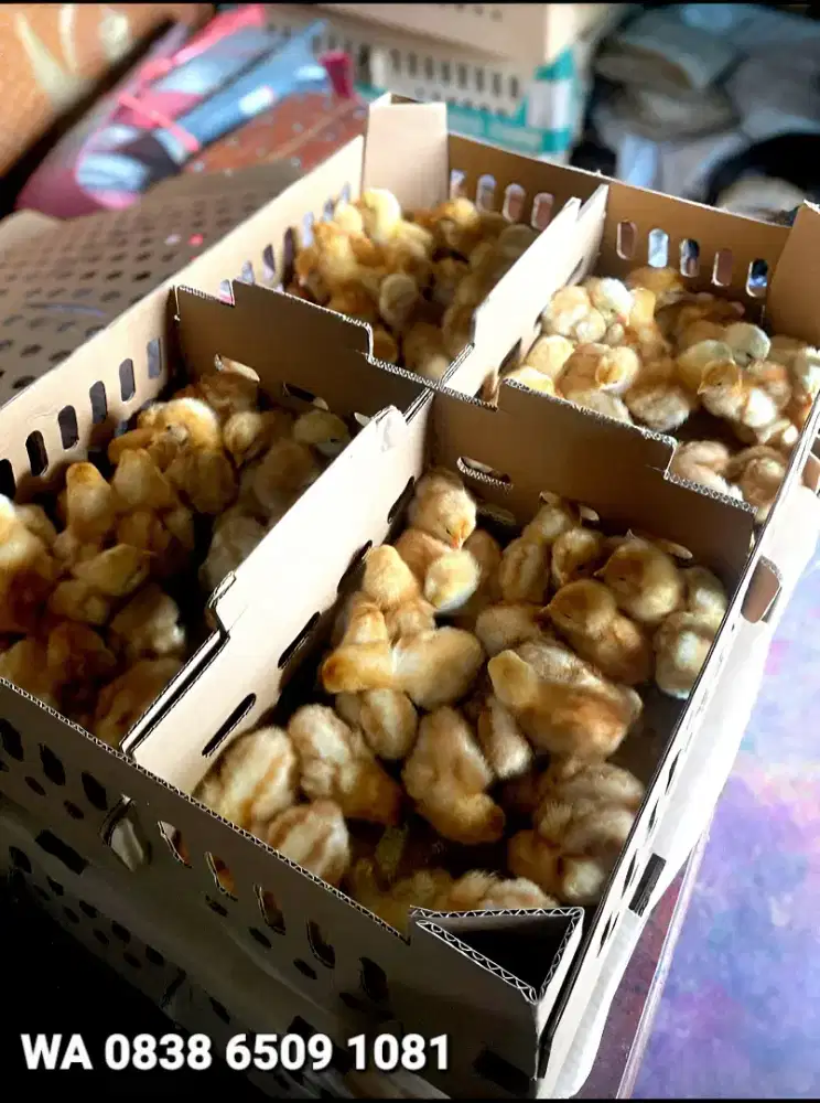 Doc Anak Ayam Petelur Bandung Soreang Siap Anatr