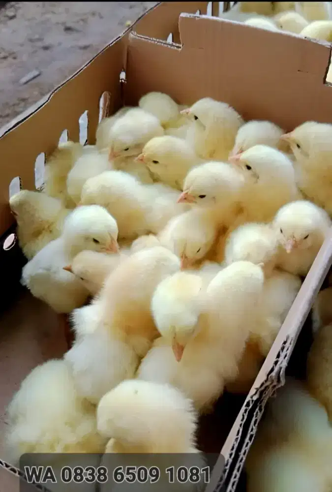 DOC AYAM PEDAGING/BROILER FRES SOREANG BANDUNG SIAP ANTAR