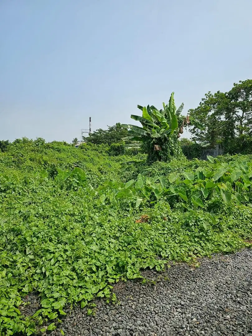 Dijual Tanah 350jt bisa nego Luas 300m , lingkungan strategis,Aman