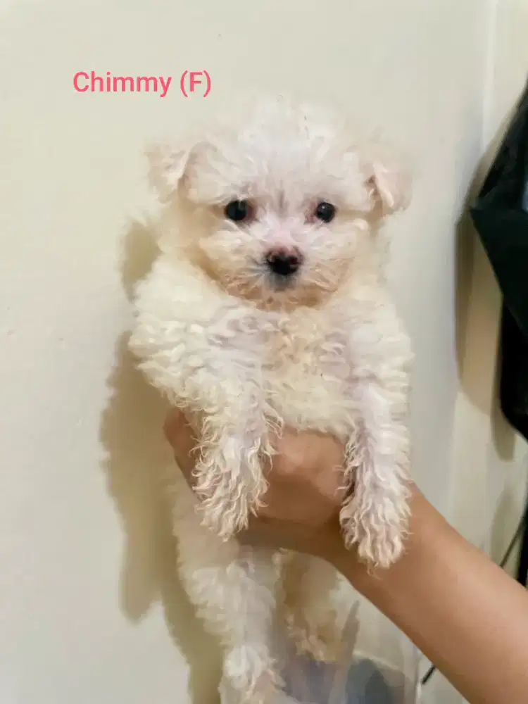 Jual Anakan Anjing Bichon Frise