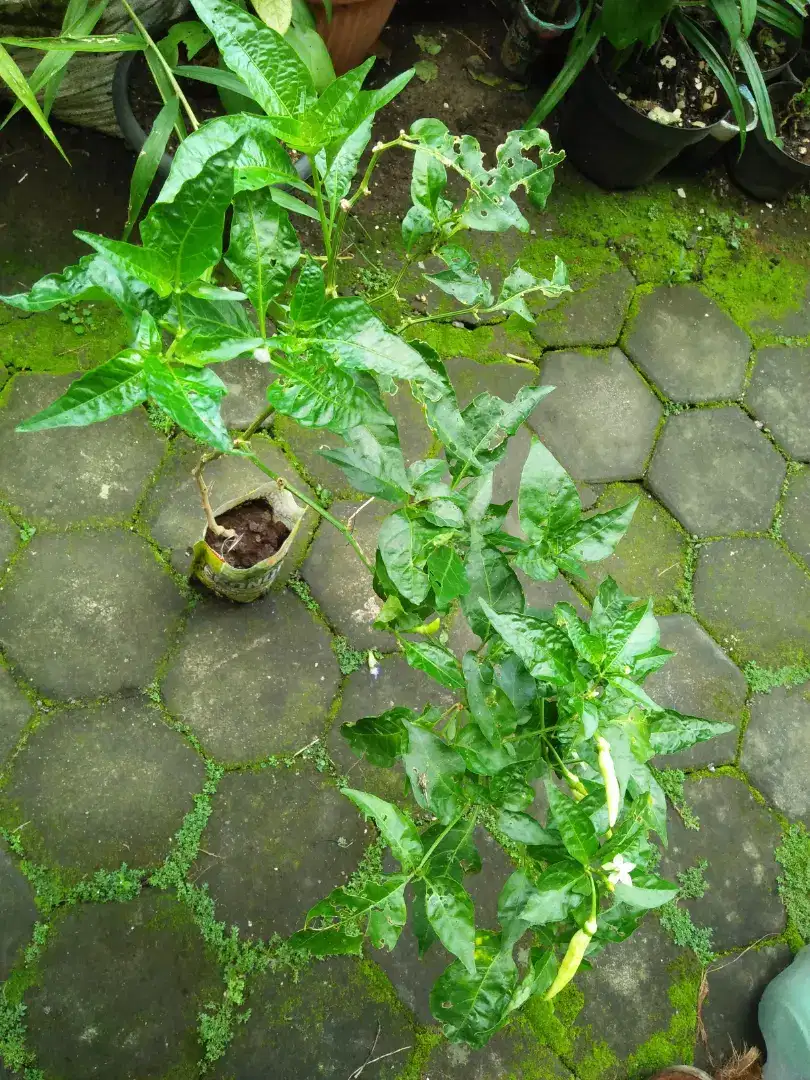 Bibit tanaman cabe