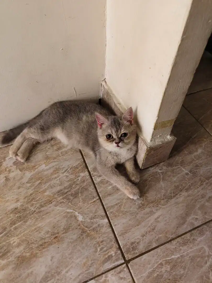 Kitten BSH Munchkin Blue golden