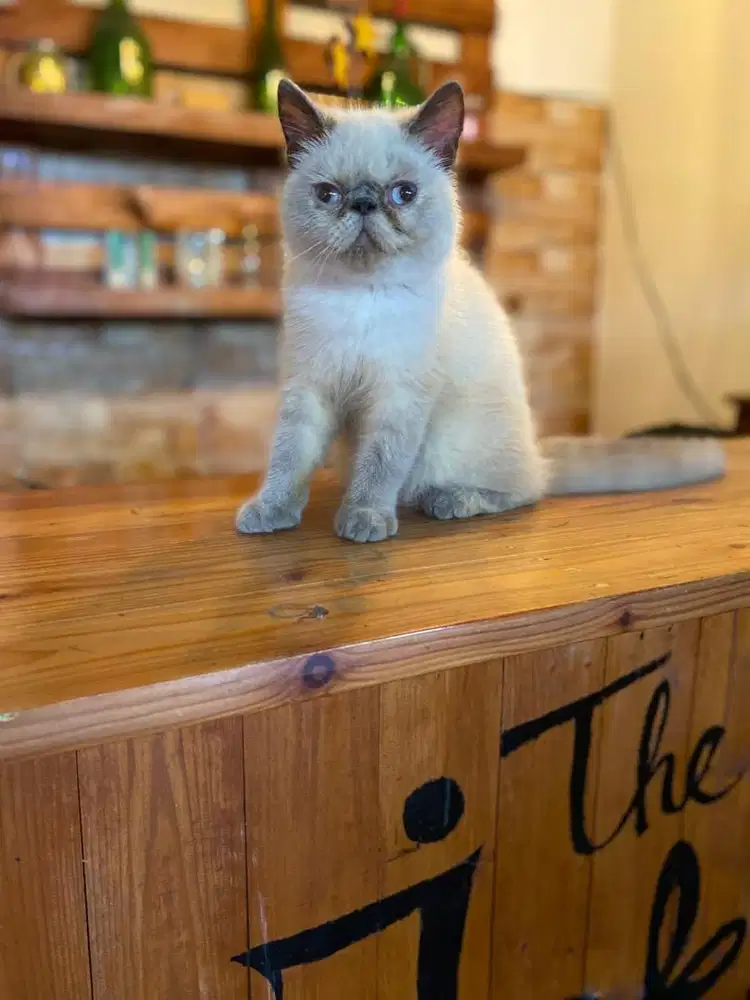 kucing persia peaknose