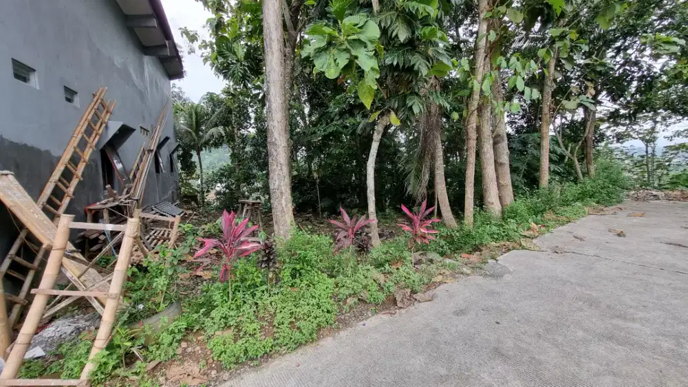 JUAL Sebidang tanah pekarangan bonus pohon jati dan buah *Bisa Nego*