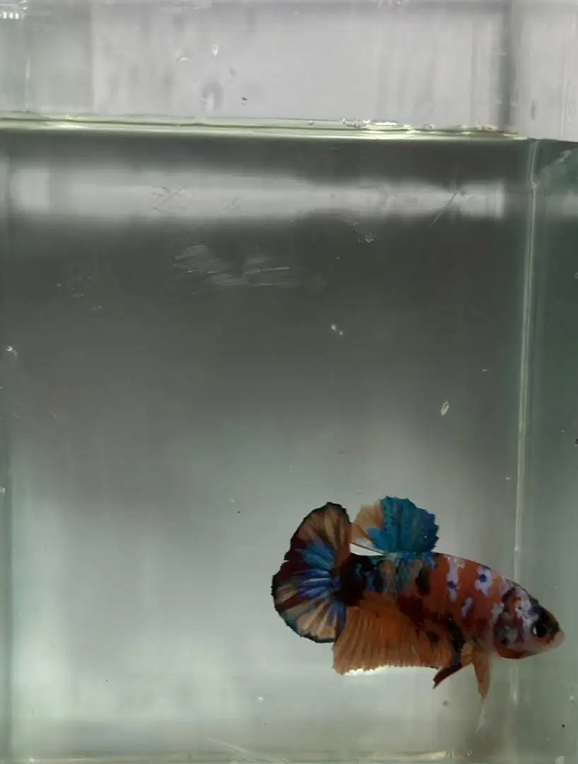 Ikan Cupang Mantap