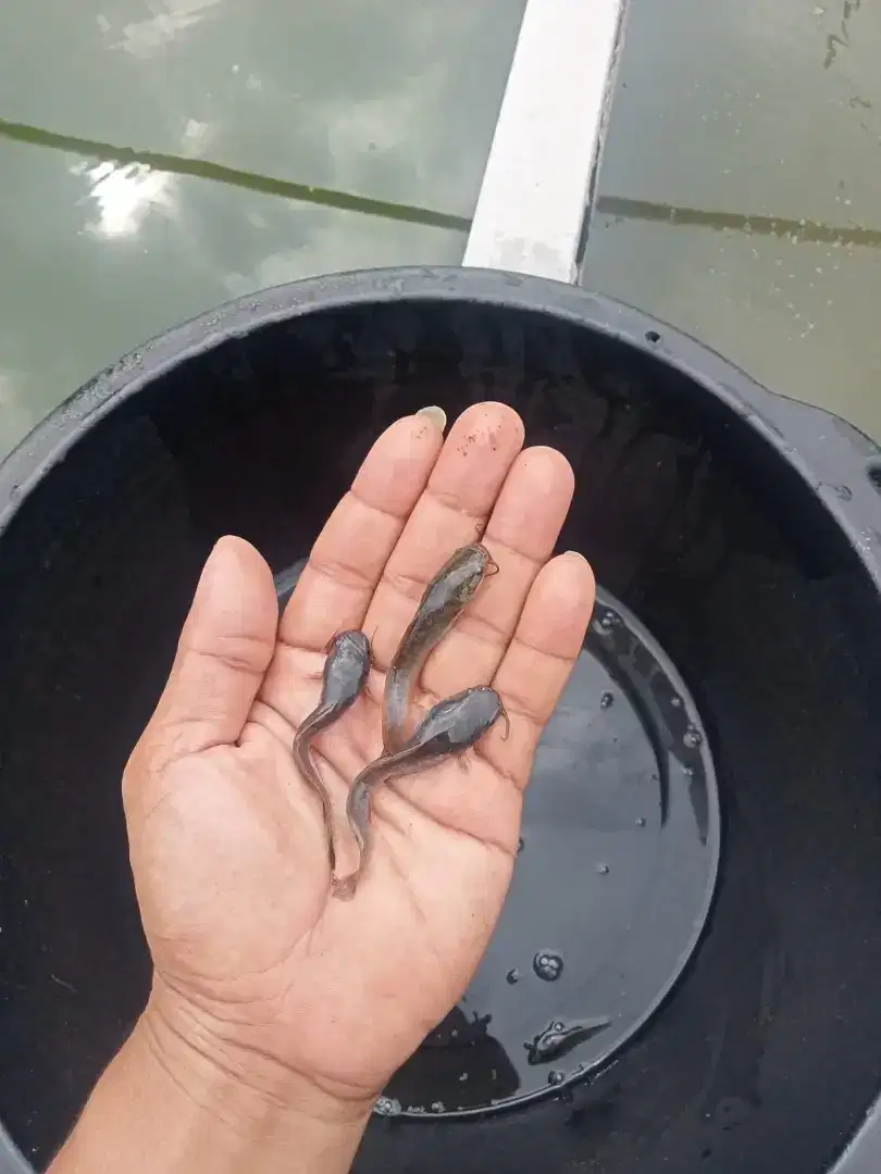 Jual benih ikan lele ukuran 6/7