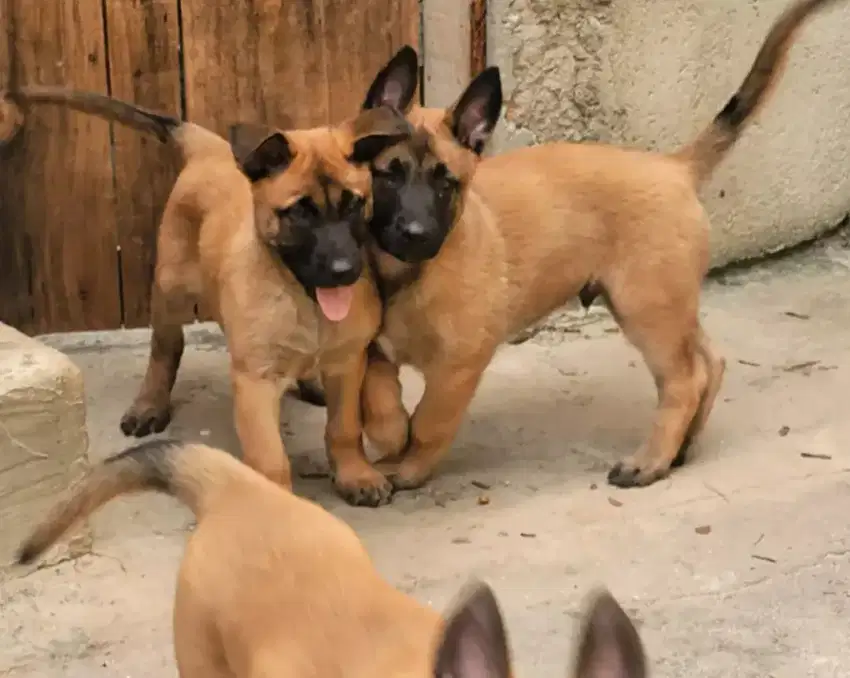 DIJUAL ANAK ANJING BELGIAN MALINOIS