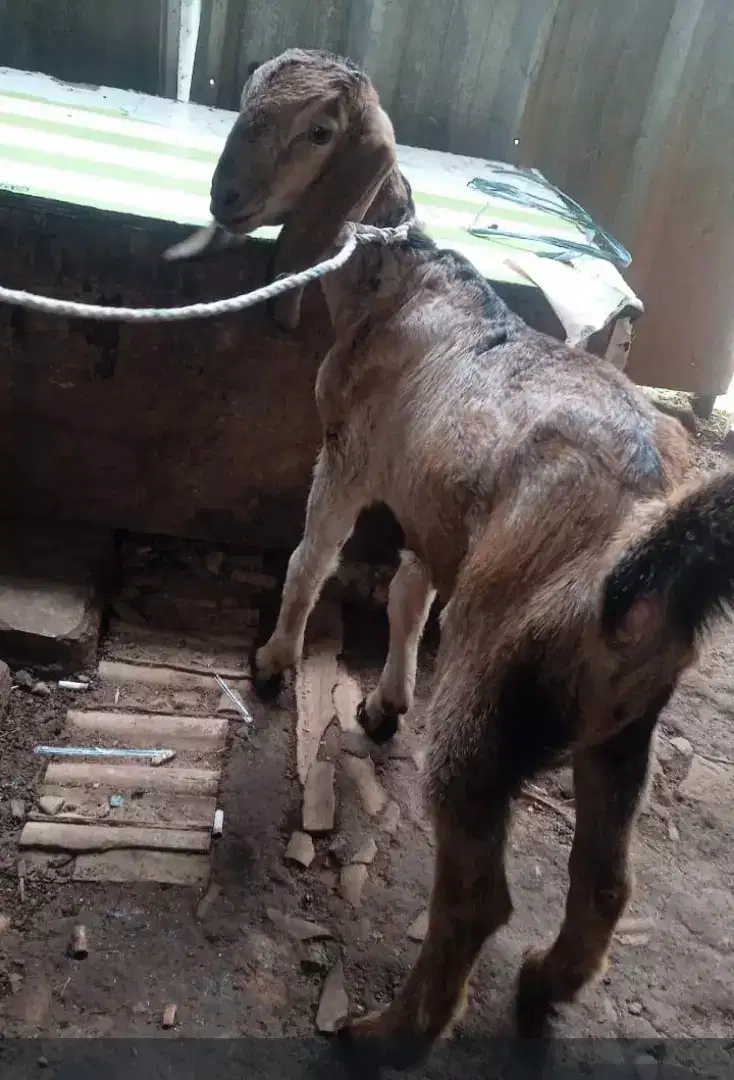 Kambing betina dara